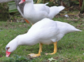 Muscovy Duck